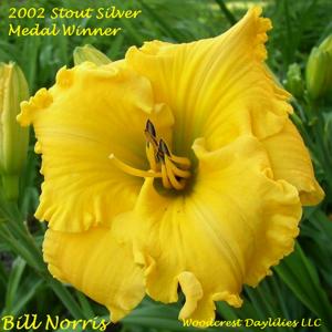 Bill Norris* - 2002 Stout Silver Medal Winner