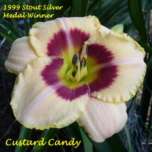Custard Candy* - 1999 Stout Silver Medal Winner