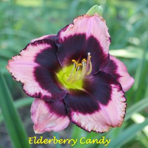 Elderberry Candy*
