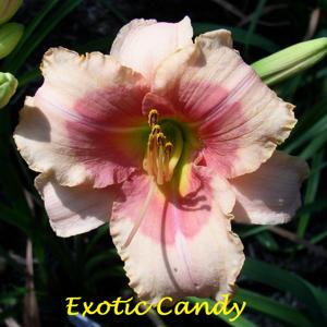 Exotic Candy*