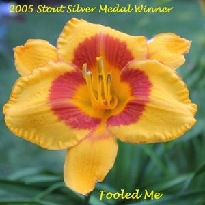 Fooled Me* - 2005 Stout Silver Medal Winner
