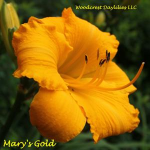 Mary's Gold*
