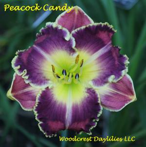 Peacock Candy*