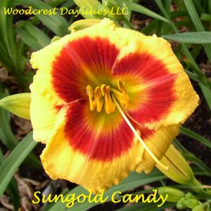 Sungold Candy*