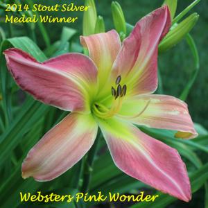 Webster's Pink Wonder* - 2014 Stout Silver Medal Winner
