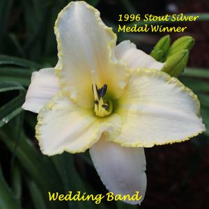 Wedding Band* - 1996 Stout Silver Medal Winner