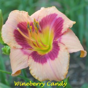 Wineberry Candy*