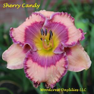 Sherry Candy*