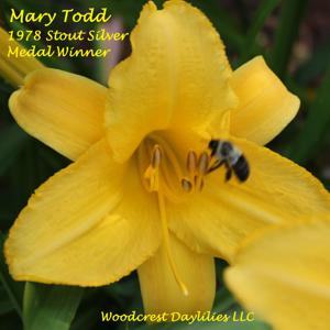 Mary Todd* - 1978 Stout Silver Medal Winner