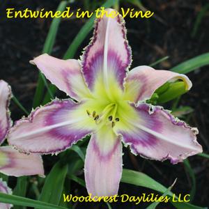 Entwined in the Vine* - 2018 Stout Silver Medal Winner