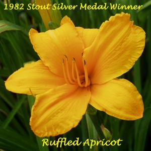 Ruffled Apricot* - 1982 Stout Silver Medal Winner