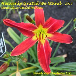 Heavenly United We Stand* - 2017 Stout Silver Medal Winner