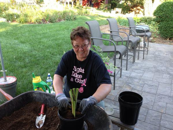 Dee potting daylilies for our inventory