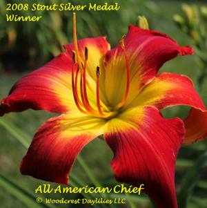 All American Chief* - 2008 Stout Silver Medal Winner