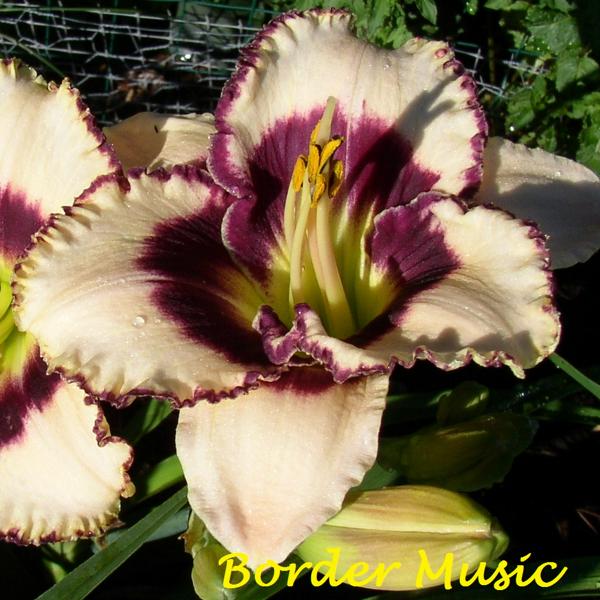 Border Music 1