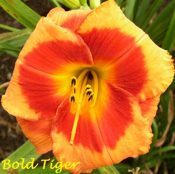 Bold Tiger