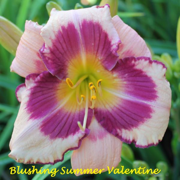 Blushing Summer Valentine