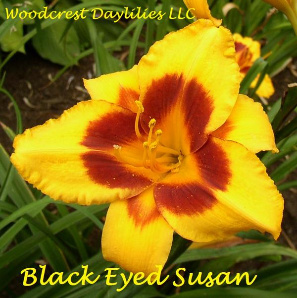 Black Eyed Susan