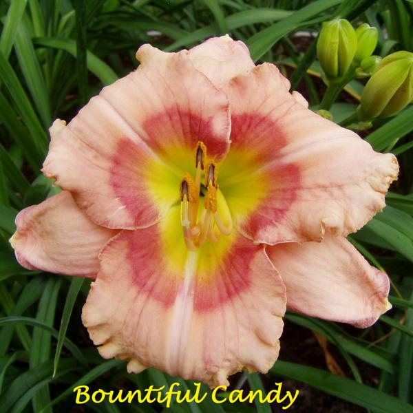 Bountiful Candy