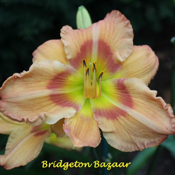 Bridgeton Bazaar