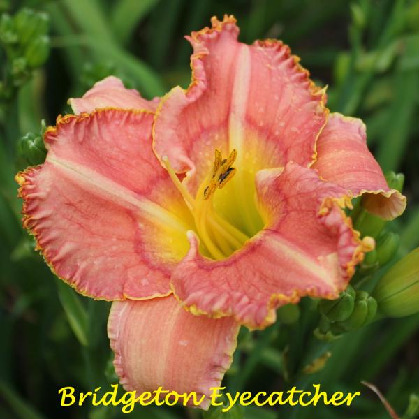 Bridgeton Eyecatcher 1