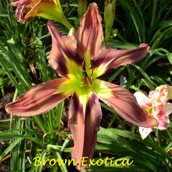 Brown Exotica 1