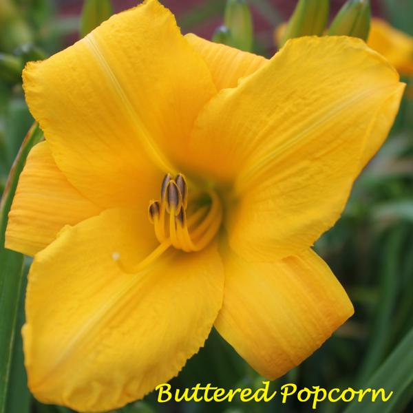 Buttered Popcorn 2