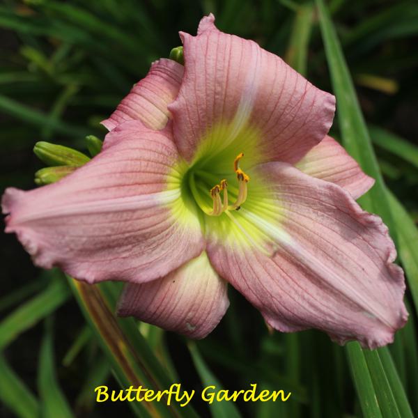 Butterfly Garden 1