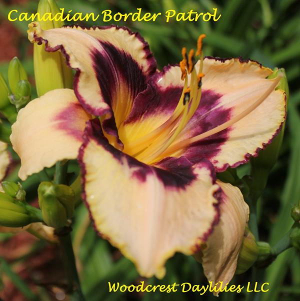 Canadian Border Patrol