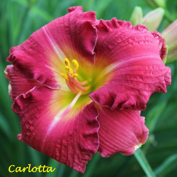 Carlotta