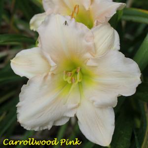 Carrollwood Pink*