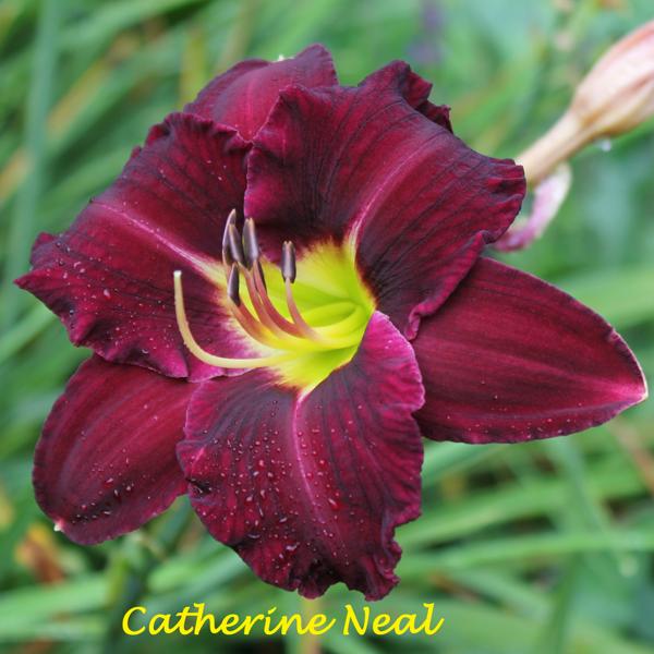 Catherine Neal