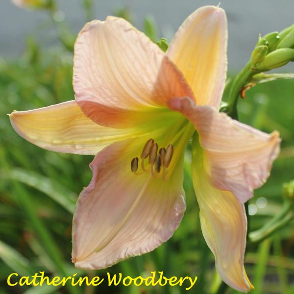 Catherine Woodbery