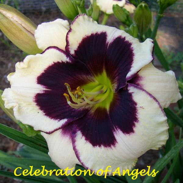 Celebration of Angels 1