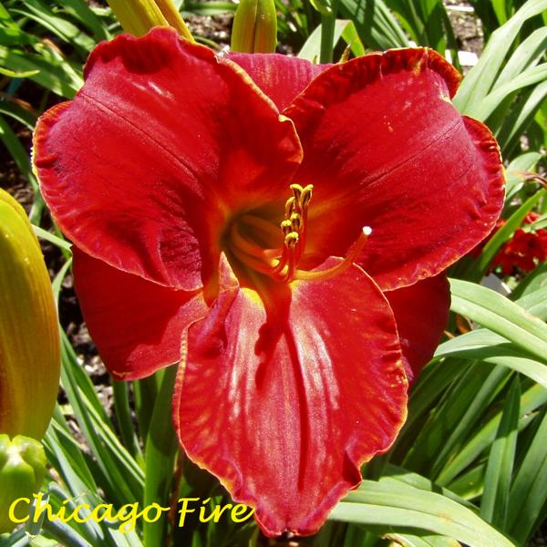 Chicago Fire 1