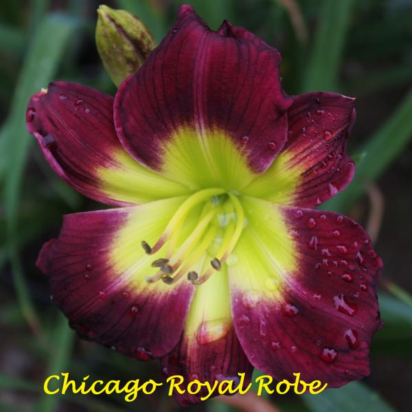 Chicago Royal Robe