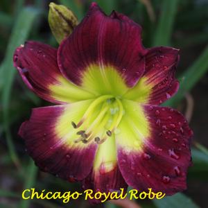 Chicago Royal Robe*