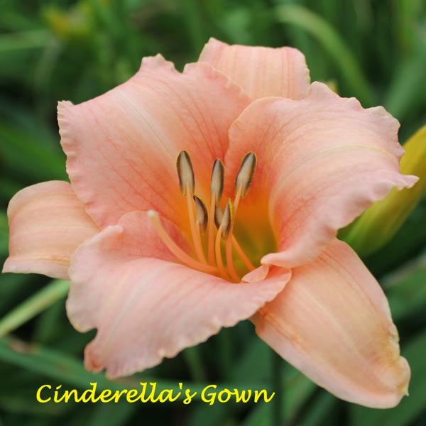 Cinderella's Gown