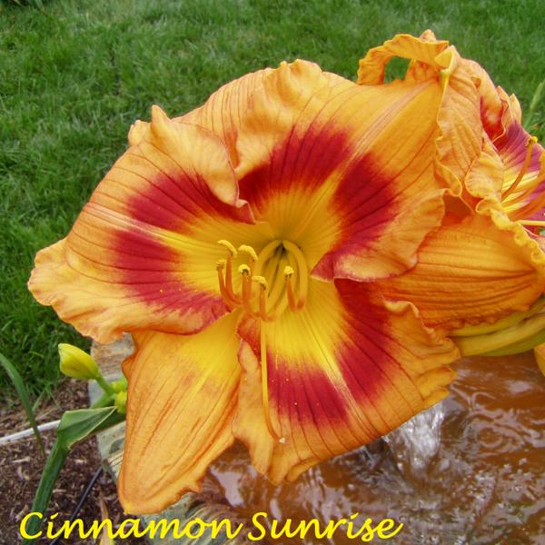 Cinnamon Sunrise