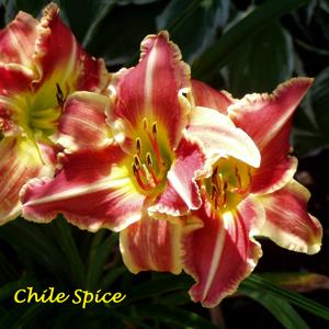 Chili Spice*