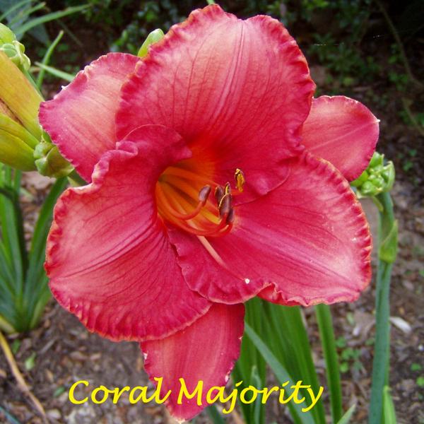 coral majority