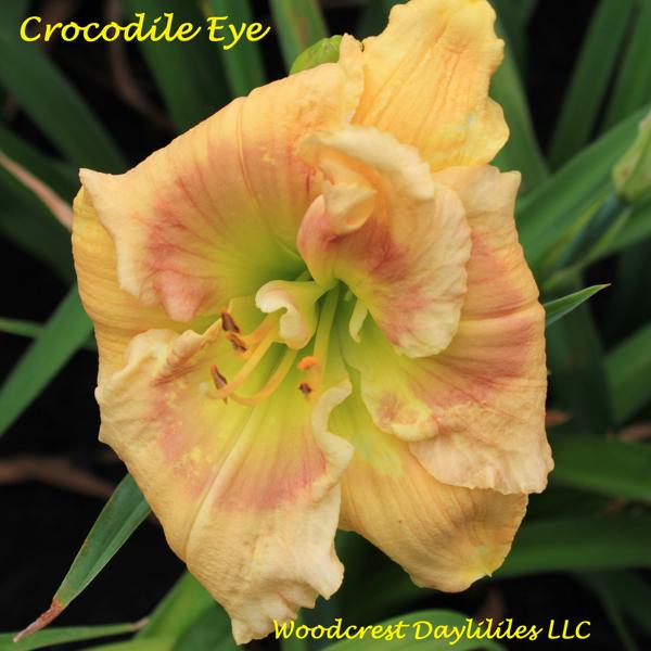 Crocodile Eye