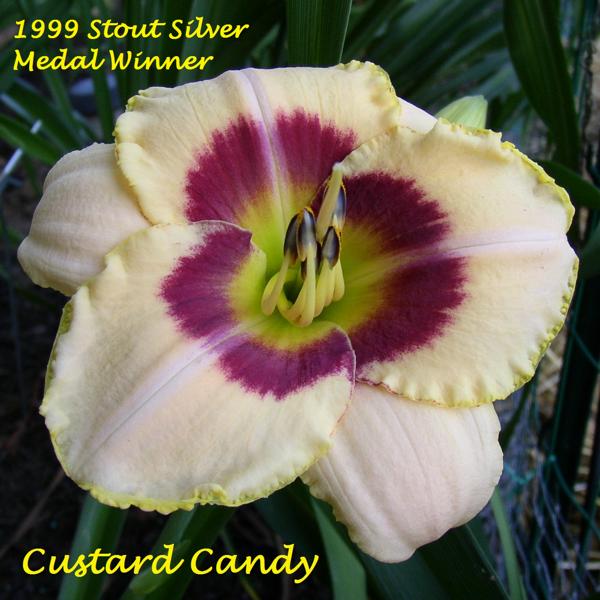 Custard Candy
