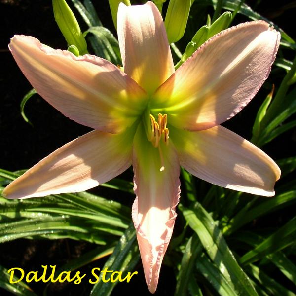 Dallas Star