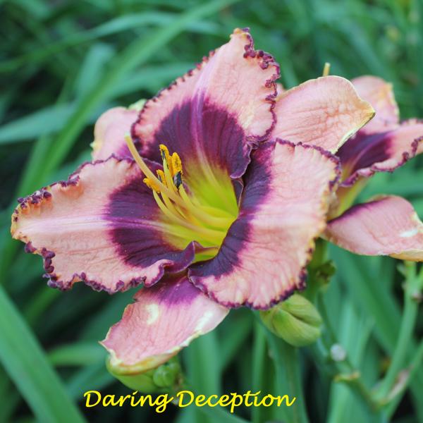 Daring Deception