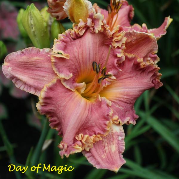 Day of Magic
