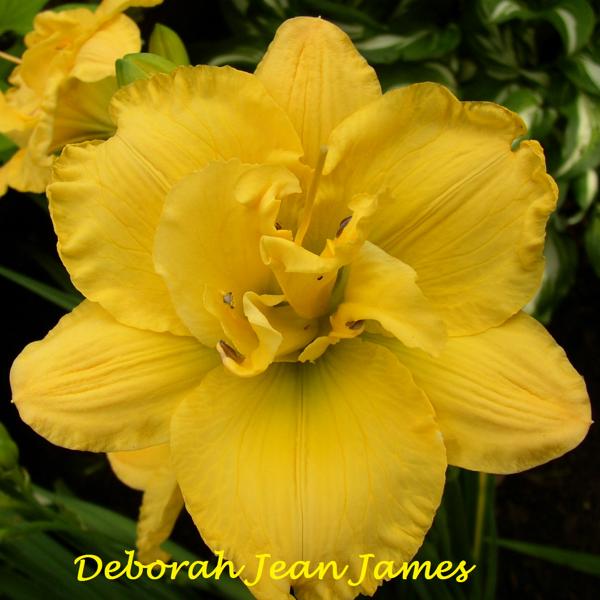 D. J. James