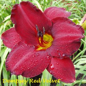 Dempsey Red Velvet