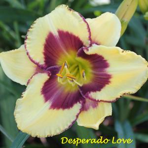 Desperado Love*