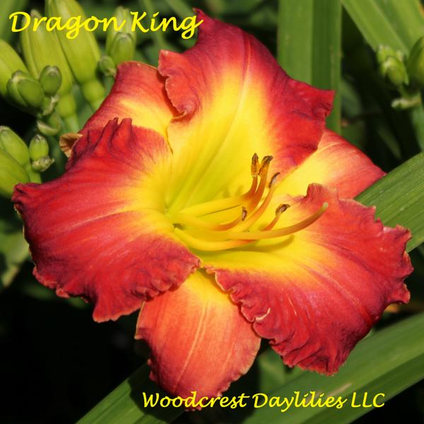 Dragon King